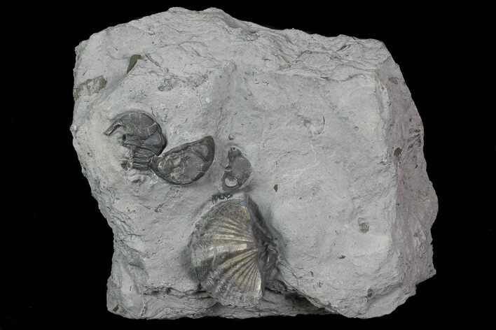 Devonian Brachiopod and Eldregeops - New York #70918